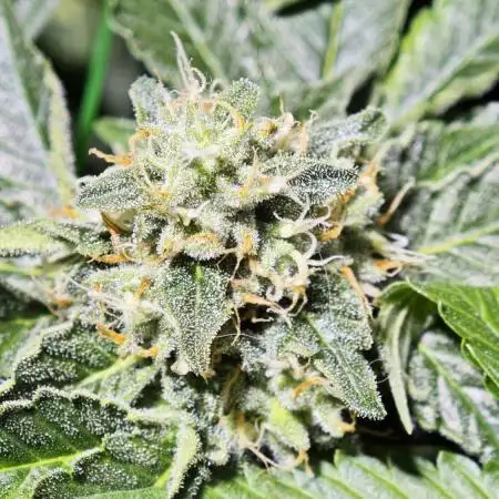 Bunch of (mostly) sativa ladies