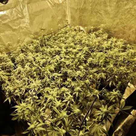 Bunch of (mostly) sativa ladies
