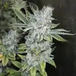 Bunch of (mostly) sativa ladies