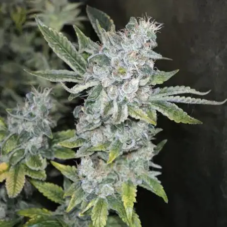 Bunch of (mostly) sativa ladies