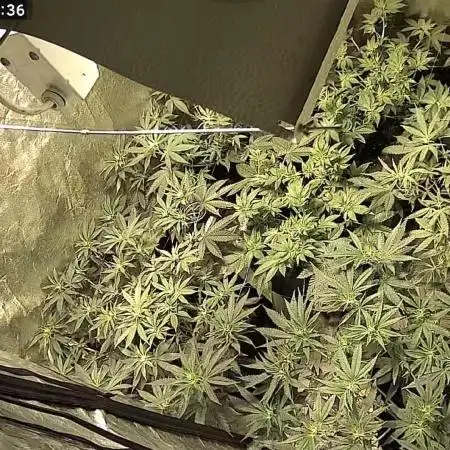 Bunch of (mostly) sativa ladies