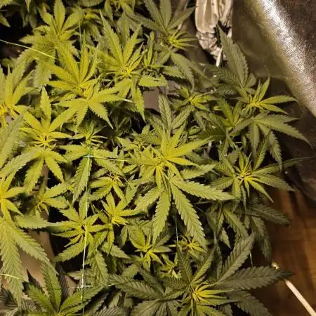 Bunch of (mostly) sativa ladies