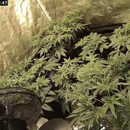 Bunch of (mostly) sativa ladies