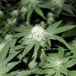 Bunch of (mostly) sativa ladies