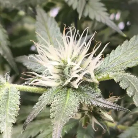 GMO COOKIES & RUNTZ x LAYER CAKE