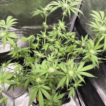 GMO COOKIES & RUNTZ x LAYER CAKE