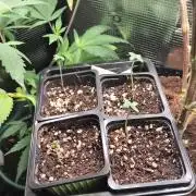 WORLD BREED + CLONE