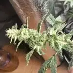 GMO COOKIES & RUNTZ x LAYER CAKE