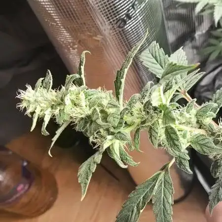 GMO COOKIES & RUNTZ x LAYER CAKE
