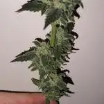 GMO COOKIES & RUNTZ x LAYER CAKE
