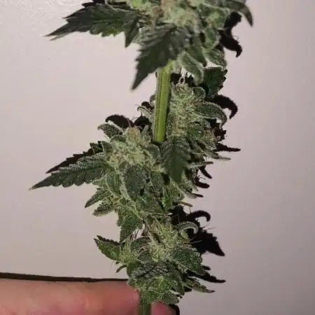 GMO COOKIES & RUNTZ x LAYER CAKE
