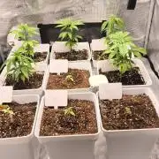 +6 STRAIN AND GO FOR CLONES