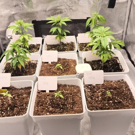 +6 STRAIN AND GO FOR CLONES