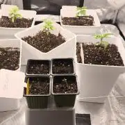 +6 STRAIN AND GO FOR CLONES