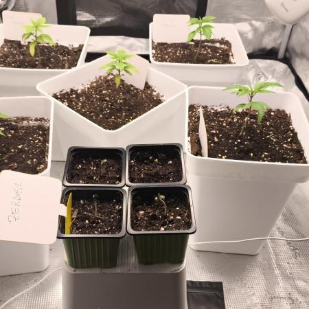 +6 STRAIN AND GO FOR CLONES