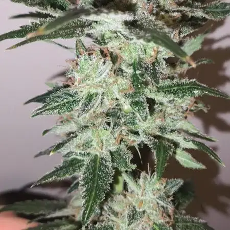 GMO COOKIES & RUNTZ x LAYER CAKE