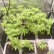 +6 STRAIN AND GO FOR CLONES