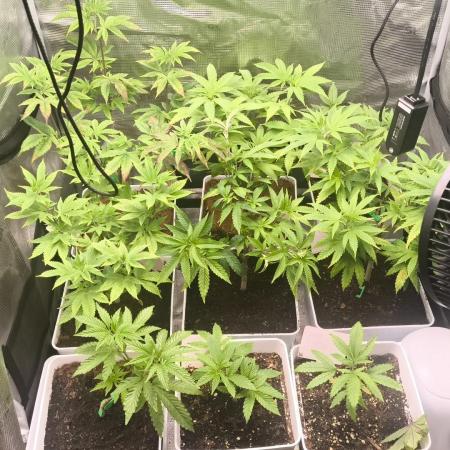 +6 STRAIN AND GO FOR CLONES