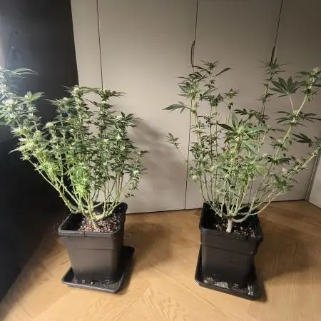GMO COOKIES & RUNTZ x LAYER CAKE