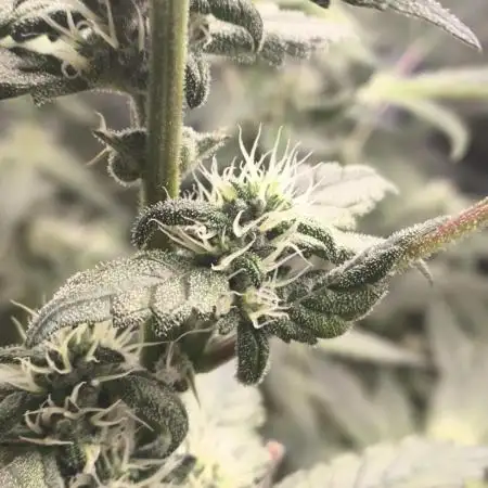 GMO COOKIES & RUNTZ x LAYER CAKE