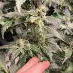 GMO COOKIES & RUNTZ x LAYER CAKE