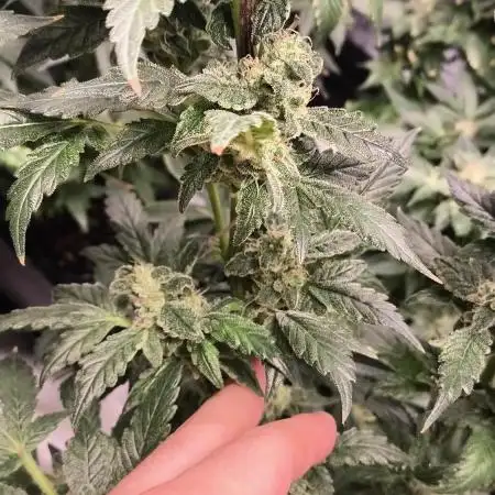 GMO COOKIES & RUNTZ x LAYER CAKE