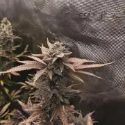 +6 STRAIN AND GO FOR CLONES