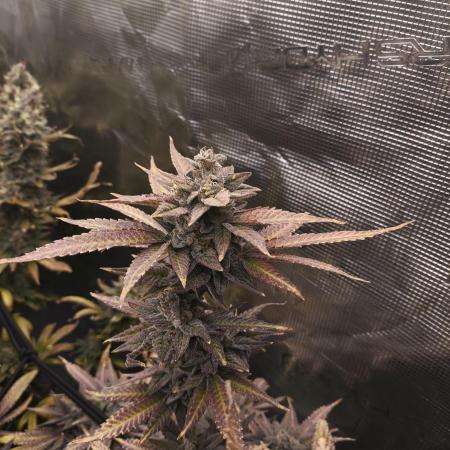 +6 STRAIN AND GO FOR CLONES