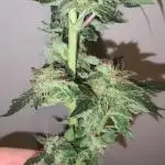 GMO COOKIES & RUNTZ x LAYER CAKE