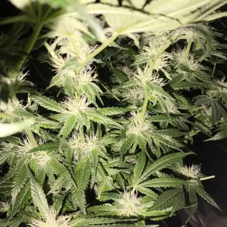 GMO COOKIES & RUNTZ x LAYER CAKE