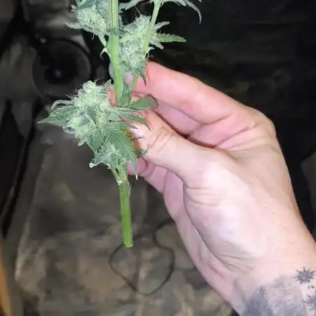 GMO COOKIES & RUNTZ x LAYER CAKE