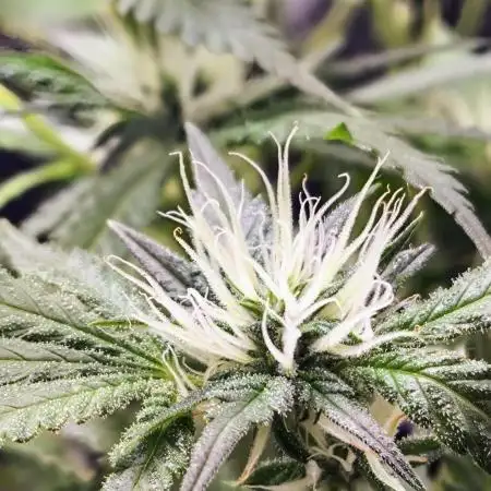 GMO COOKIES & RUNTZ x LAYER CAKE