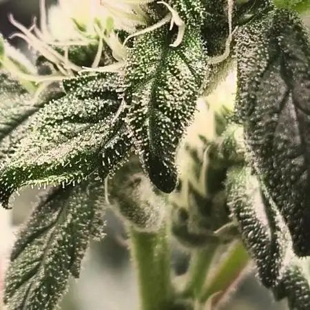 GMO COOKIES & RUNTZ x LAYER CAKE