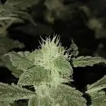 GMO COOKIES & RUNTZ x LAYER CAKE