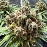 Hyperion F1 Auto