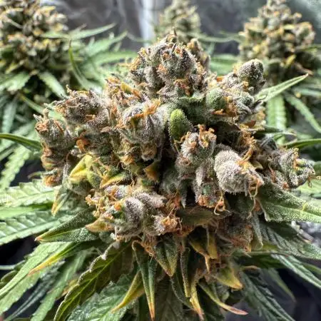 Hyperion F1 Auto