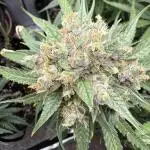Hyperion F1 Auto