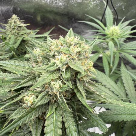 Hyperion F1 Auto