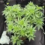 White Widow - Dutch Passion