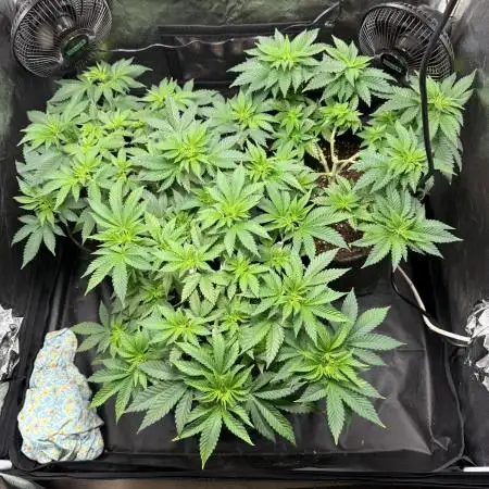 White Widow - Dutch Passion