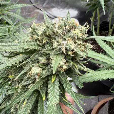 Hyperion F1 Auto