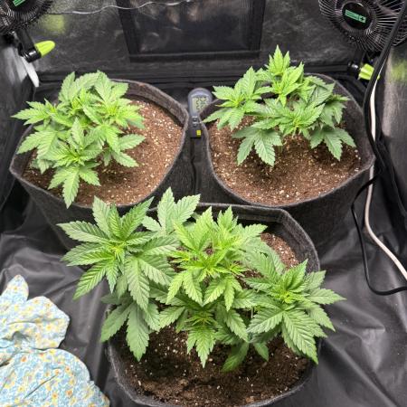 White Widow - Dutch Passion