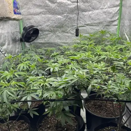 First Grow