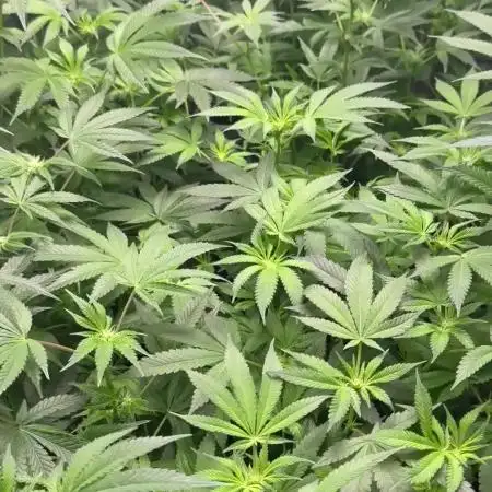 First Grow