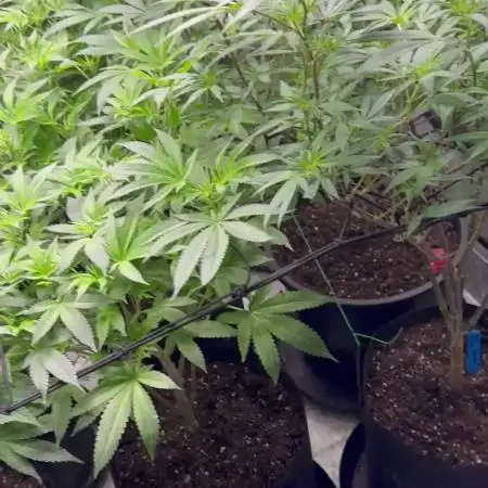 First Grow