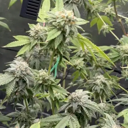 First indoor flowering