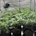First Grow