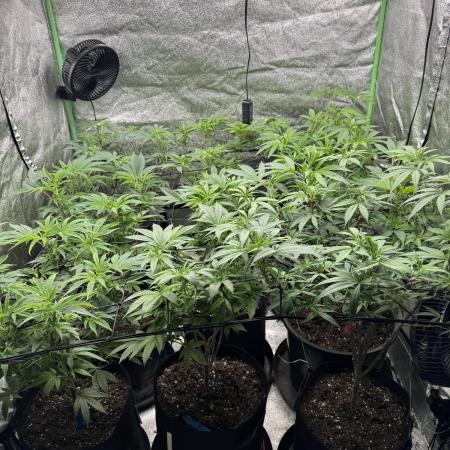 First Grow