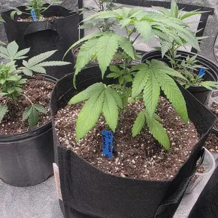 First Grow