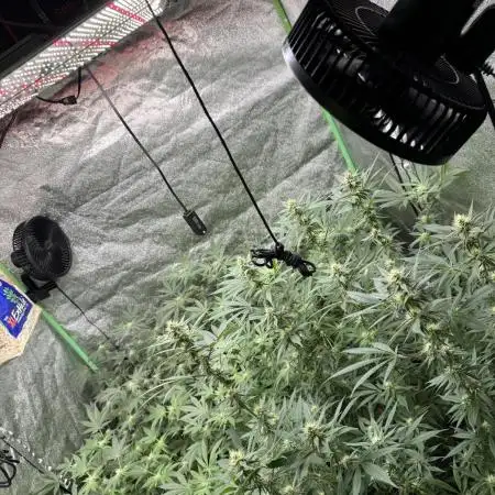 First Grow